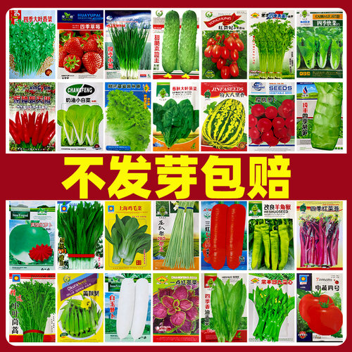 蔬菜种子大全四季秋冬盆栽种子