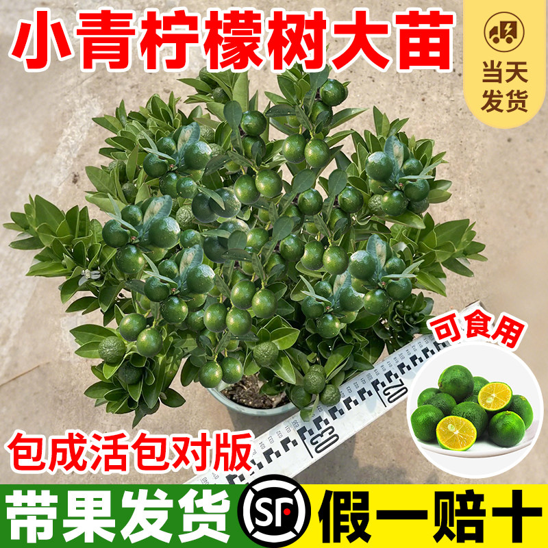 小青柠树苗盆栽阳台海南四季结果水果树果苗大全青桔金桔柠檬树苗