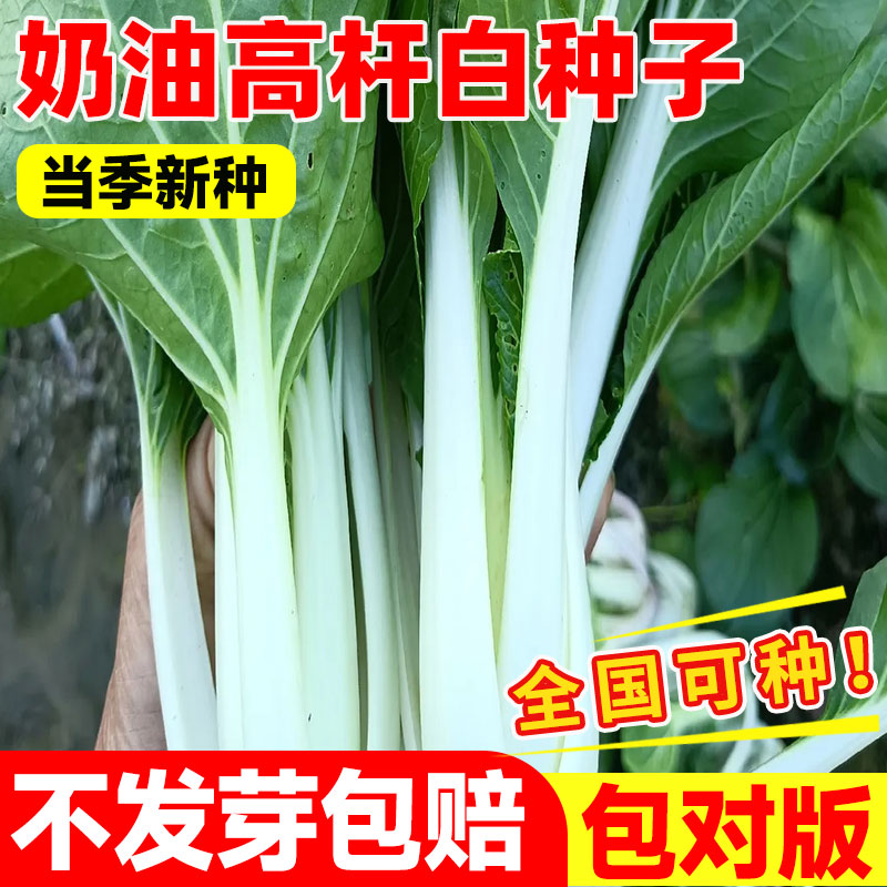 高杆白菜种子长梗青籽孑耐