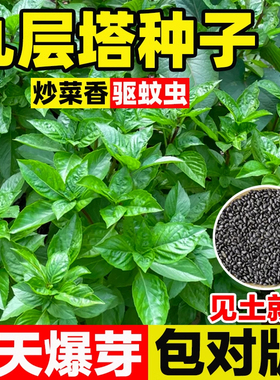 可食用九层塔种子种籽紫罗勒阳台四季盆栽叶金不换香草九成塔孑