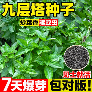 可食用九层塔种子种籽紫罗勒阳台四季盆栽叶金不换香草九成塔孑