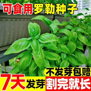 大叶罗勒种子盆栽可食用蔬菜香草种菜籽种大全甜罗勒薄荷四季种孑