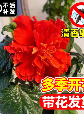 扶桑花盆栽重瓣树苗阳台种植四季