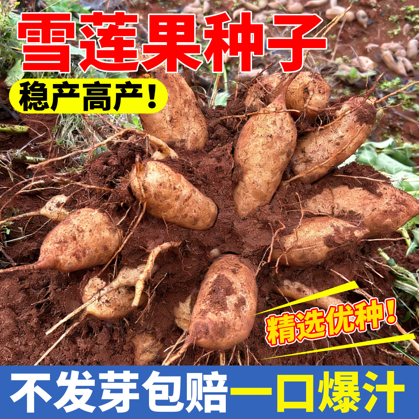 雪莲果种子种球种苗现挖带泥沙自种农家优质黄心红心雪连果苗种孑