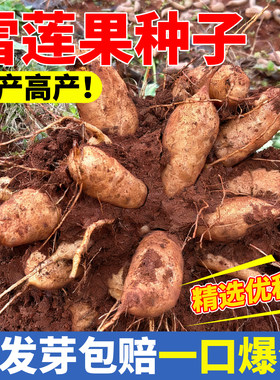 雪莲果种子种球种苗现挖带泥沙自
