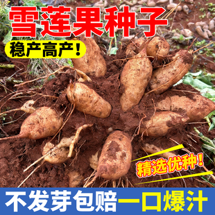 雪莲果种子种球种苗现挖带泥沙自种农家优质黄心红心雪连果苗种孑
