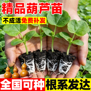 葫芦苗手捻小葫芦种子观赏盆栽八宝文玩特大亚腰葫芦籽大葫芦苗秧