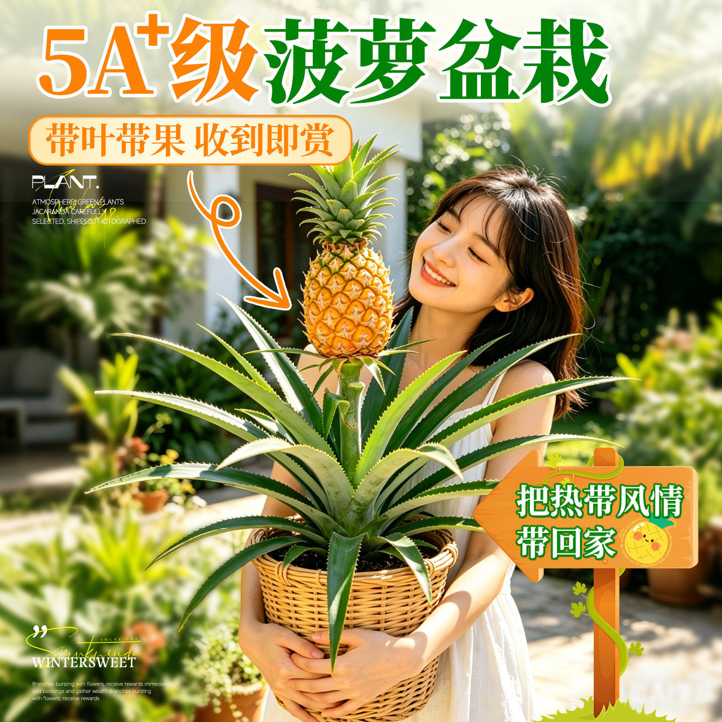 菠萝盆栽带果空气凤梨绿植热带植