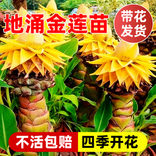 地涌金莲盆栽大型云南非红莲花卉带花苞花苗矮桩千叶涌金六花精致