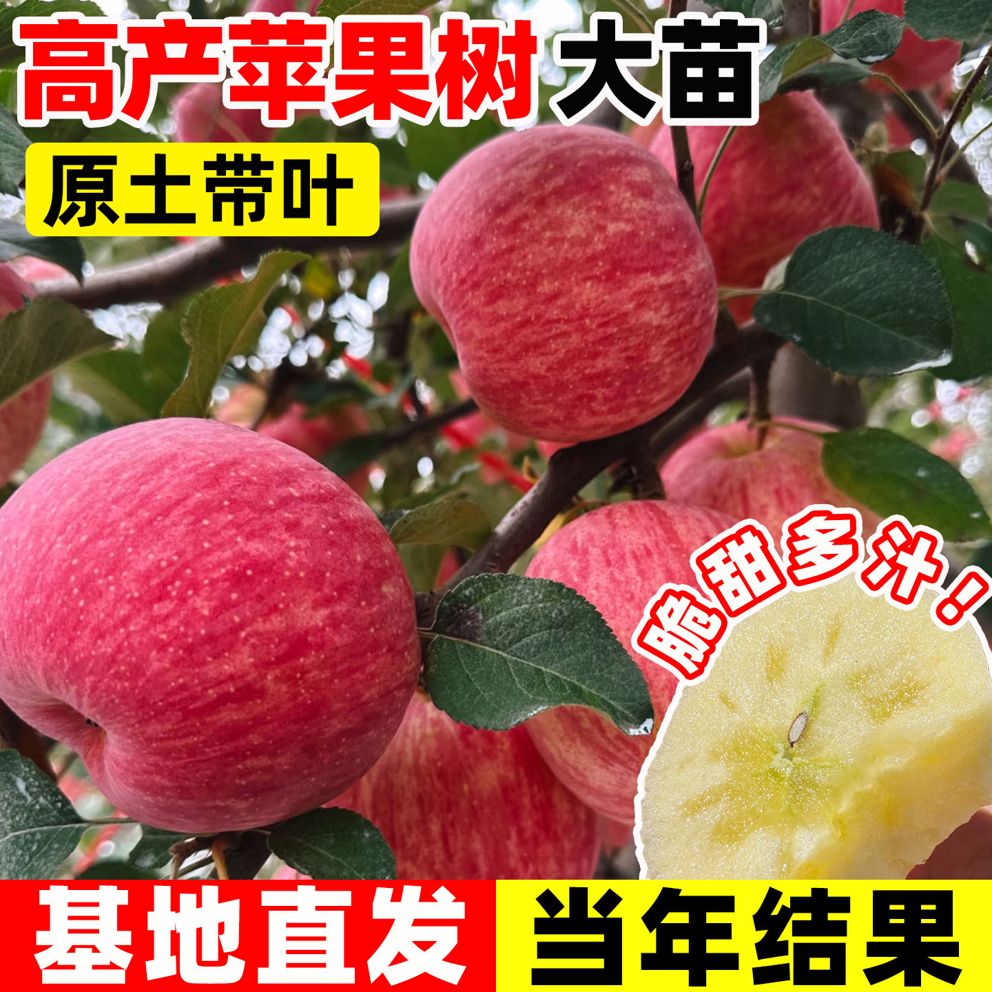 特大苹果树果树果苗盆栽地栽南方
