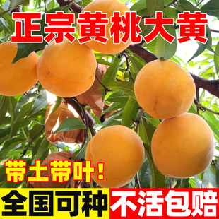 正宗黄桃树苗四季种植当年结果冬桃嫁接果树苗南北方庭院桃树果苗
