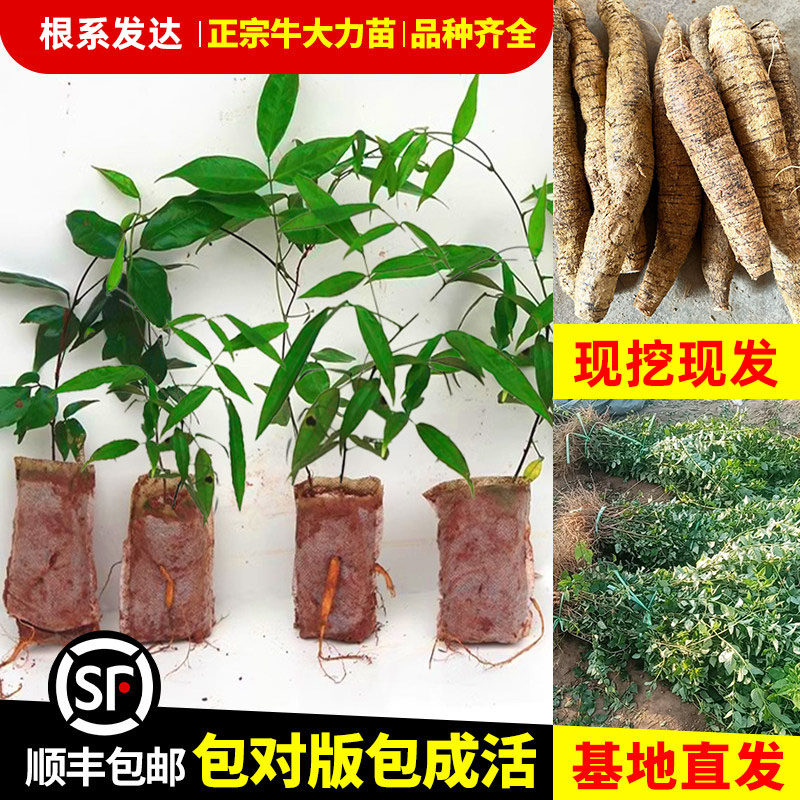 全新牛大力改良种植苗正宗包活南北方种植苗良品种牛大力中药材苗