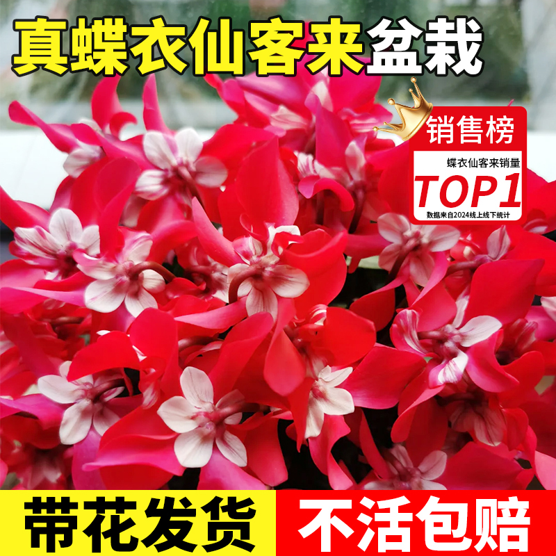 大花仙客来蝶衣盆栽大苗带花重瓣