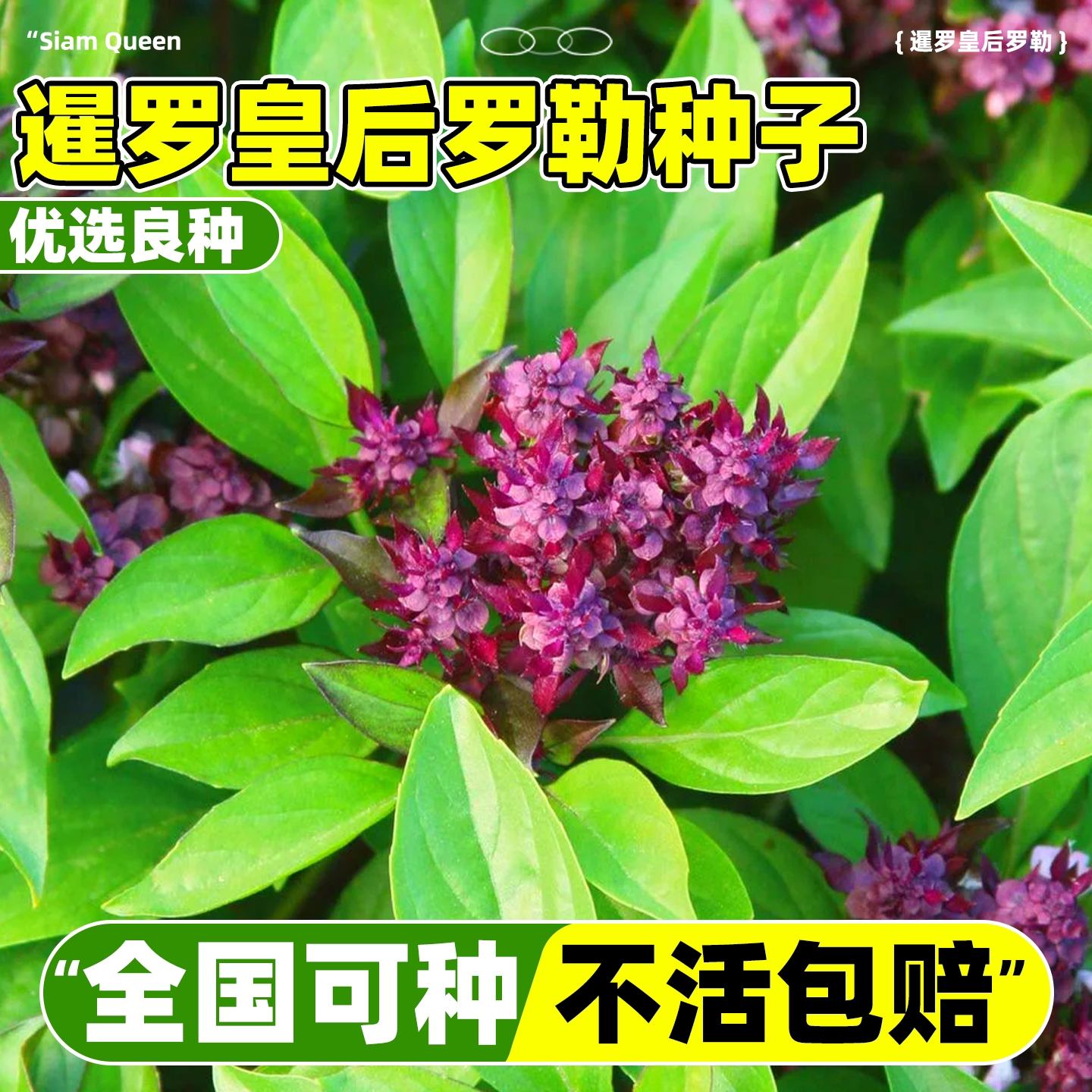 泰国热门稀有品种暹罗皇后罗勒种子香草浓郁东南亚辛香味种籽种苗