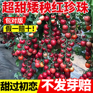 超甜矮秧红珍珠番茄种子千禧圣女果樱桃蕃茄种籽四季盆栽西红柿苗