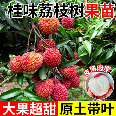 桂味荔枝树果苗嫁接无核盆