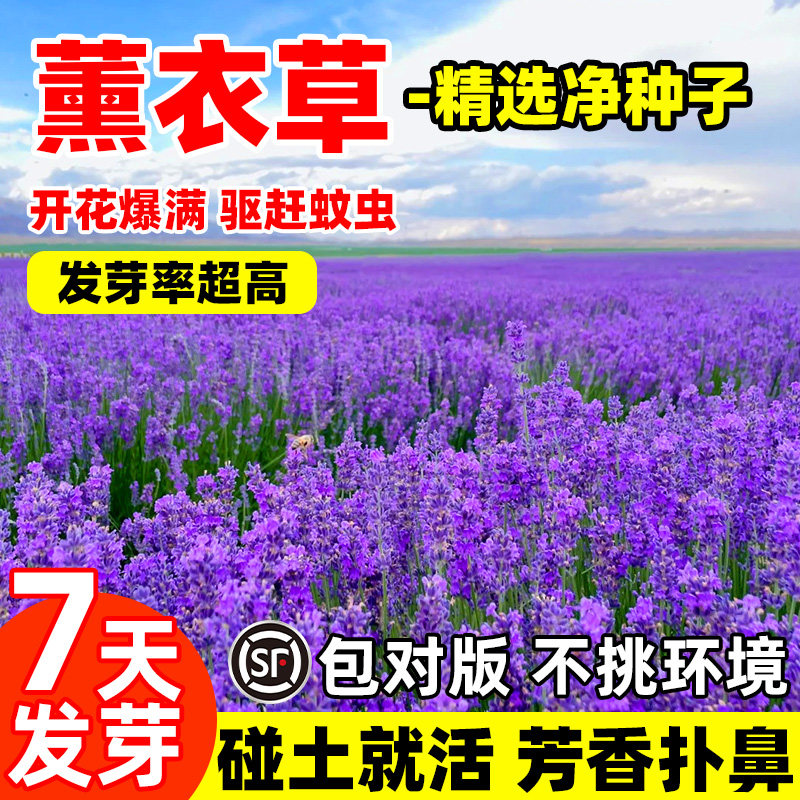 普罗旺斯薰衣草花籽四季开花不断易活阳台庭院驱蚊虫香草种子孑苗