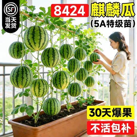 嫁接美都西瓜种籽阳台盆栽无籽懒