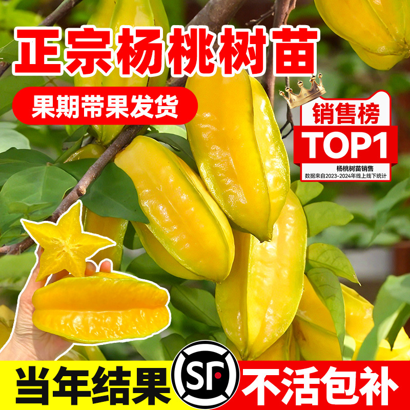 杨桃树果苗四季甜阳黄车厘