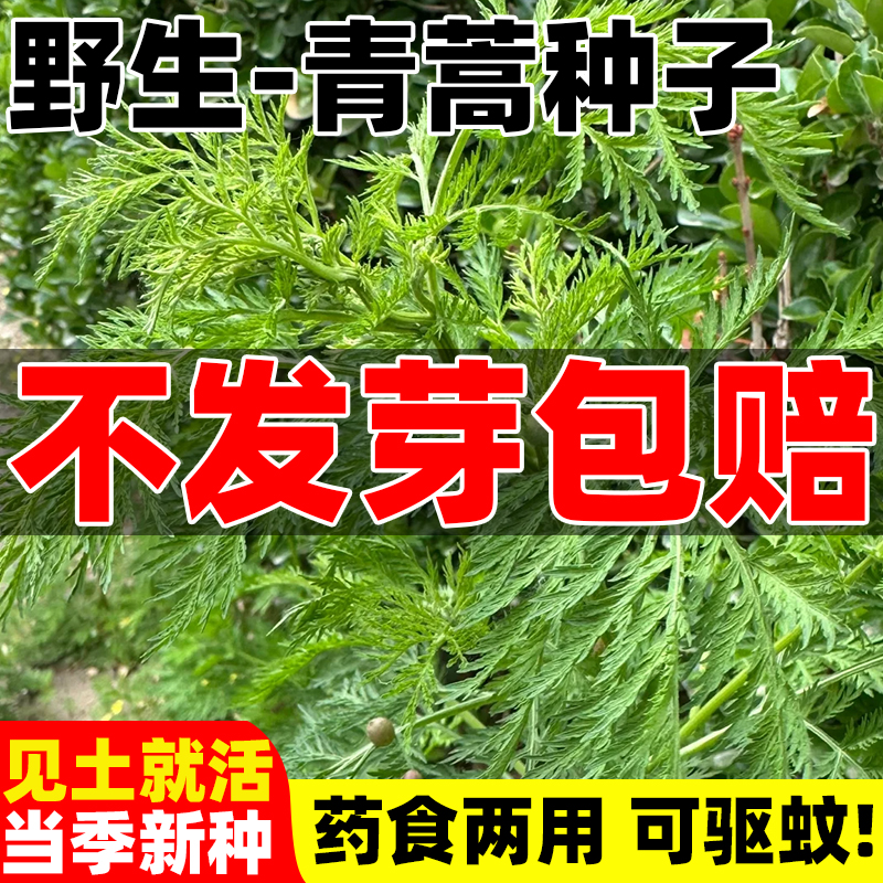 青蒿种子中药材种籽四季播种