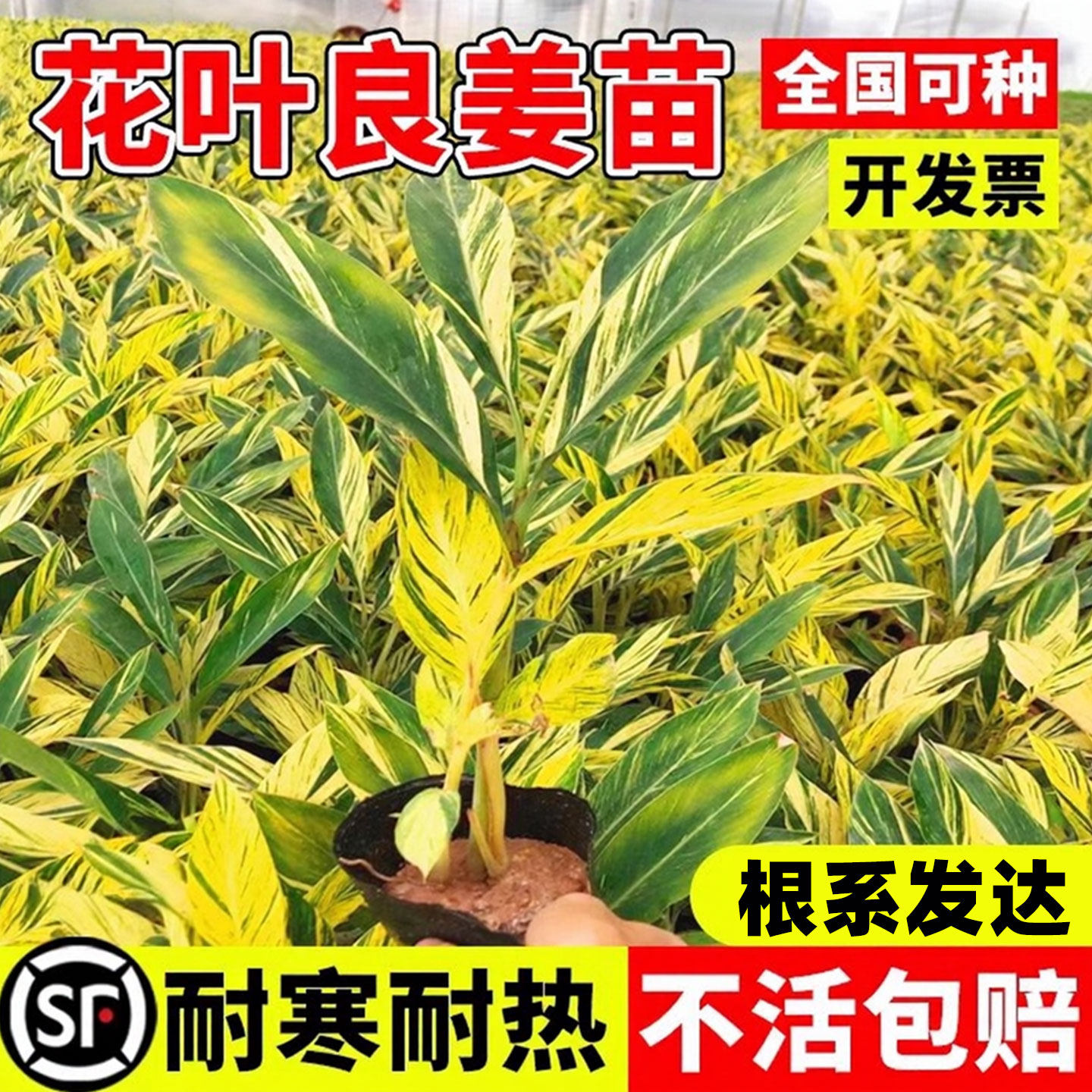 花叶良姜苗成都彩叶姜艳山姜斑纹月桃苗花叶艳山姜别墅花园绿化苗