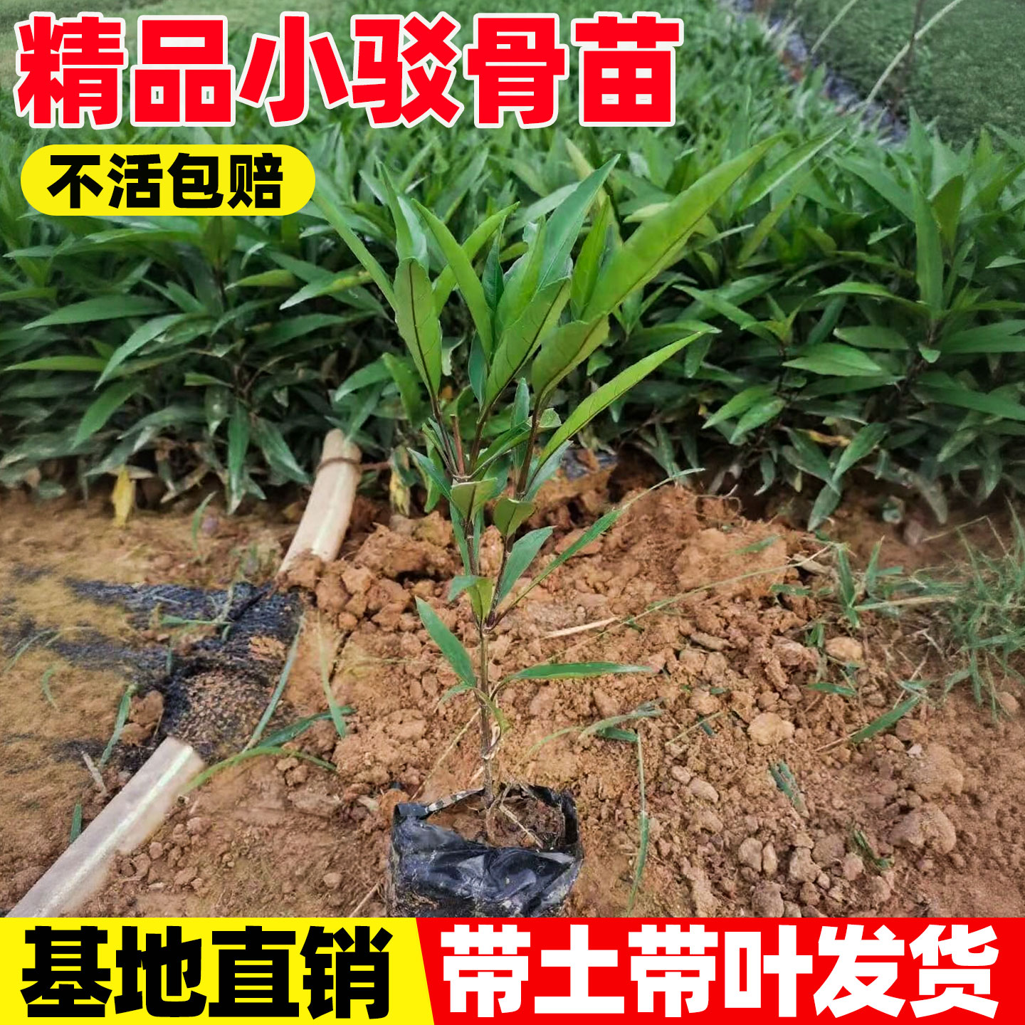 小驳骨苗中草药紫红梗小接骨