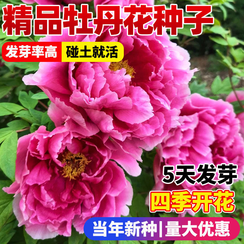 牡丹花种籽四季开花重瓣混色大花种子庭院景观道路绿化观赏花卉苗