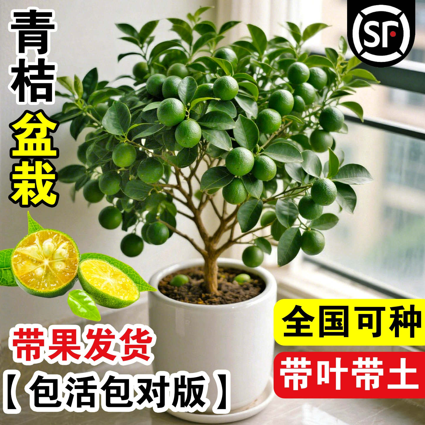 海南小青桔盆栽绿植物阳台庭院