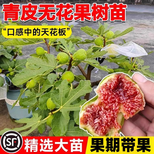 青皮无花果树果苗阳台南北方
