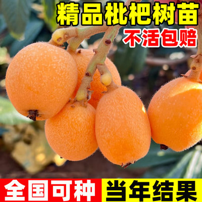 枇杷苗树盆栽嫁接果苗大果四季