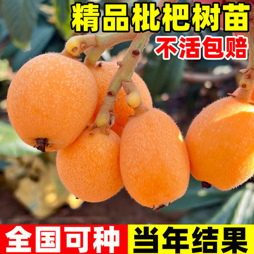 枇杷苗树盆栽嫁接果苗大果四季