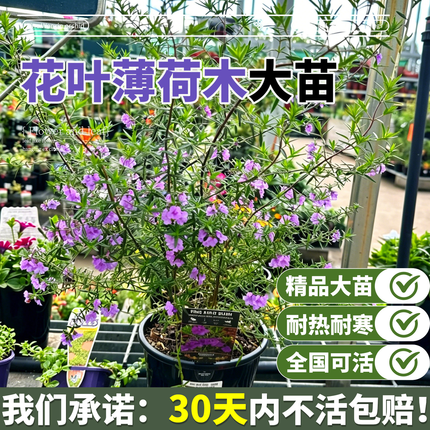 花叶澳洲薄荷木盆栽室内外观赏绿