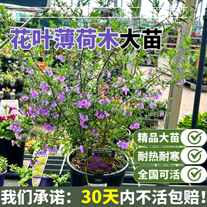 花叶澳洲薄荷木盆栽室内外观赏绿