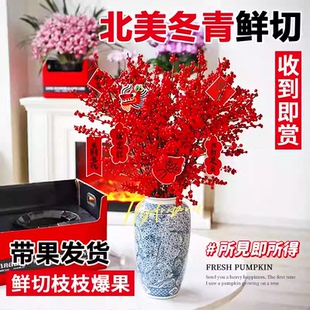 进口北美冬青带果鲜切枝水培植物鲜花束红果水养室内年宵花卉真花