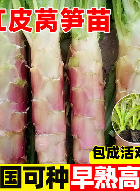 红叶莴笋秋冬季莴苣蔬菜菜苗耐寒