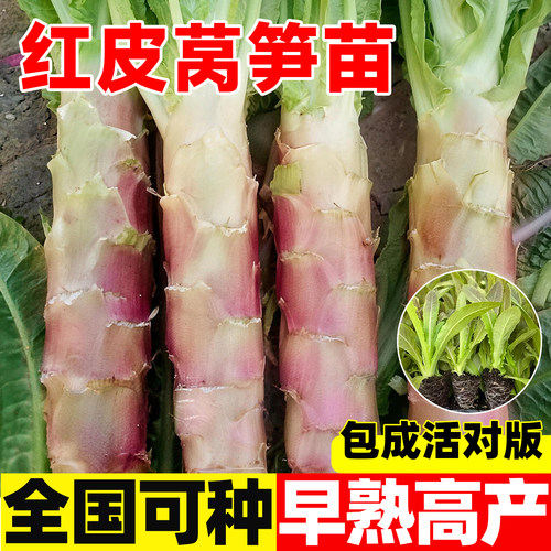 红叶莴笋秋冬季莴苣蔬菜菜苗耐寒