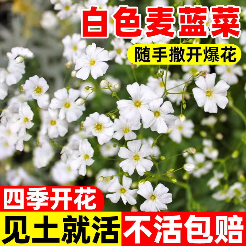 白色麦蓝菜种子王不留行剪金子大花满天星籽种籽阳台庭院盆栽切花
