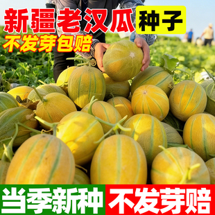 新疆老汉瓜种子超甜西域甜瓜种籽春秋四季阳台盆栽哈密瓜水果种孑