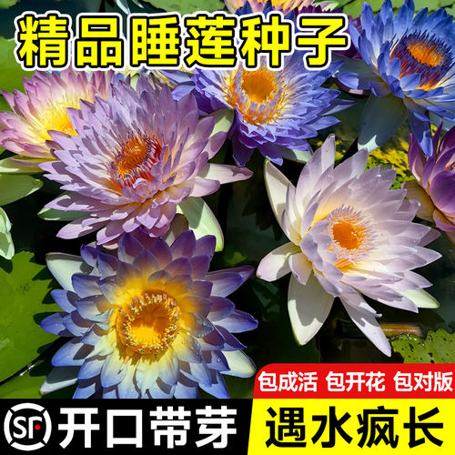 睡莲种子水培植物室内花好养四季
