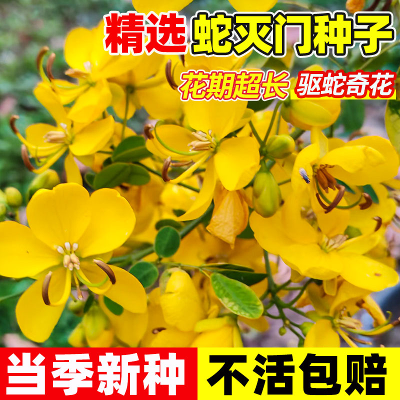 蛇灭门种子望江南野决明籽驱蛇草种孑凤凰草野生驱蚊虫蛇灭门种籽