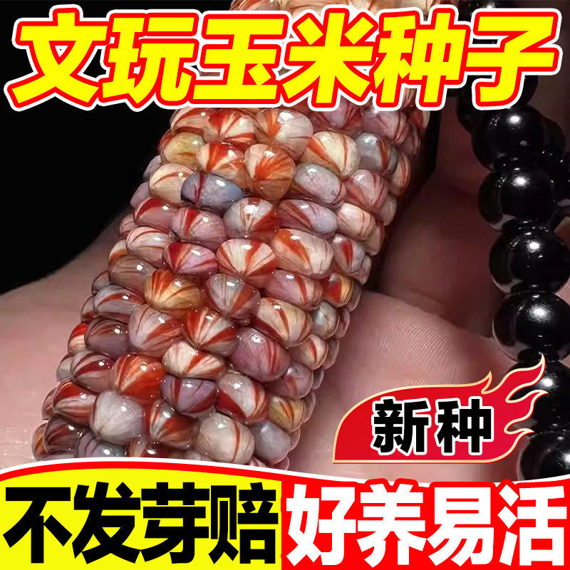 文玩玉米种子七彩宝石文玩玉米粒天然血丝文玩玉米玉米粒四季种植,鲜花速递/花卉仿真/绿植园艺,家庭园艺种子,淘宝优惠券,粉丝福利购,淘宝优惠卷