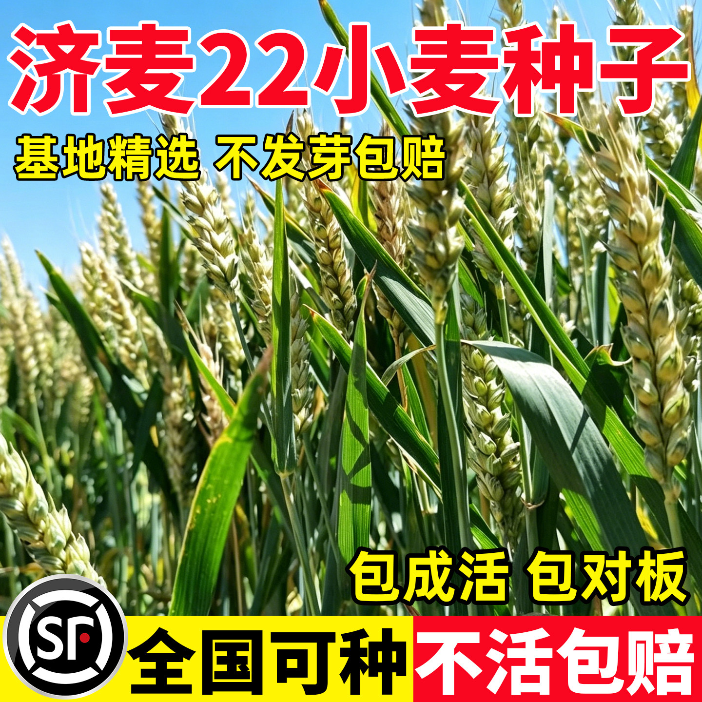 国审济麦22小麦种子优质强筋大