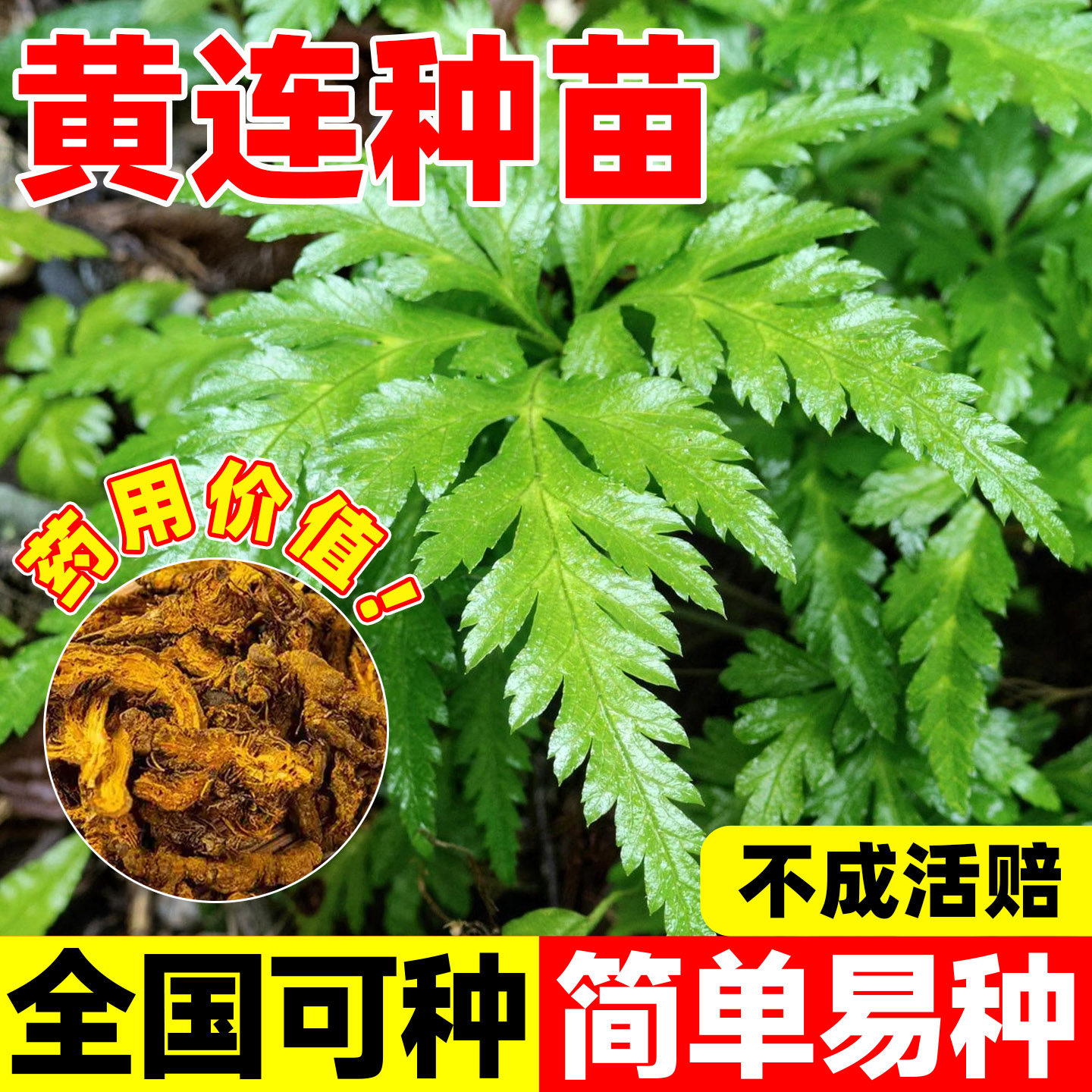 中药材黄连种苗包成活黄连根鸡爪黄连绿植盆栽苗庭院室外大田种植