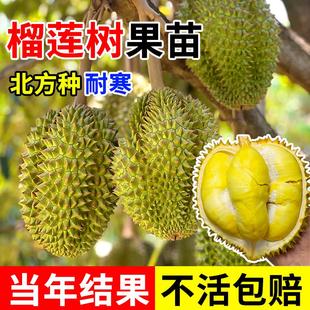 榴莲树果苗北方种耐寒榴莲正宗广西嫁接猫山王矮化盆栽水果树苗