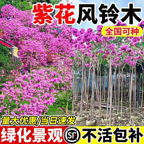 紫花风铃木树苗带黄花大树庭院造