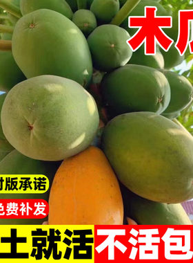 木瓜种子四季种植当年结果