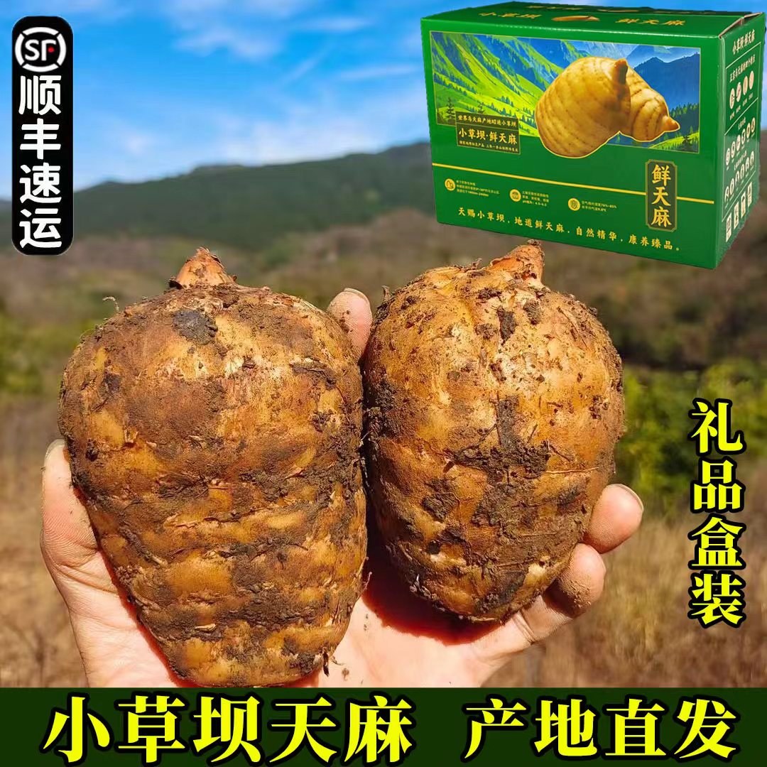 2025头茬新货小草坝乌天麻云南昭通新鲜现挖现发仿野生种植产地发