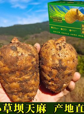 2025头茬新货小草坝乌天麻云南昭通新鲜现挖现发仿野生种植产地发