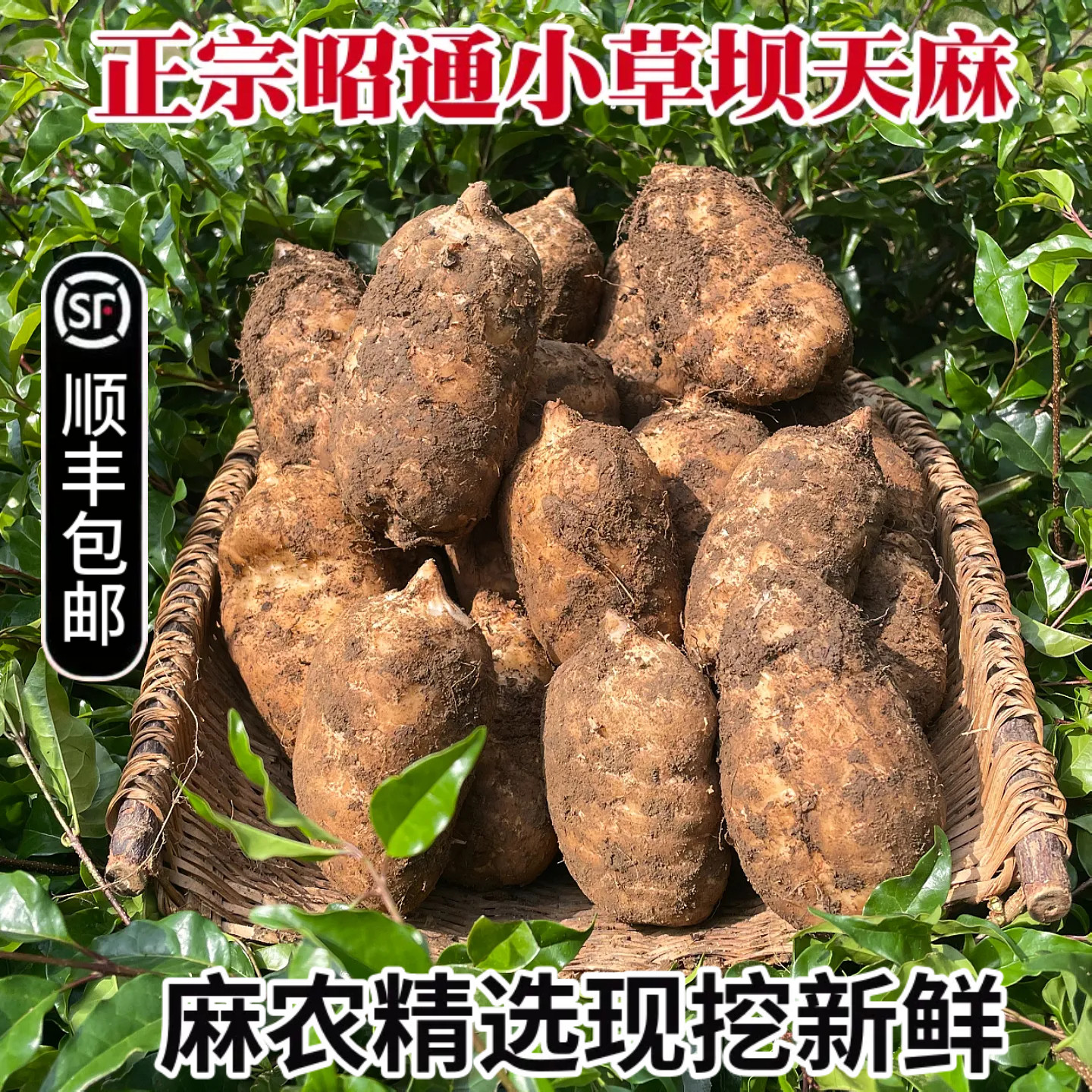 昭通当季现挖新鲜乌天麻顺丰包邮