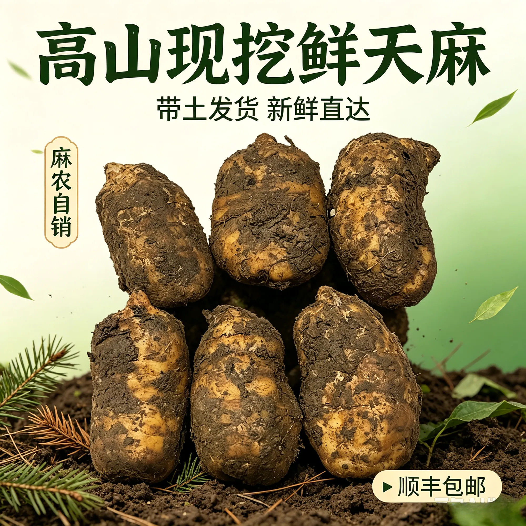 昭通小草坝鲜天麻现挖产地精选